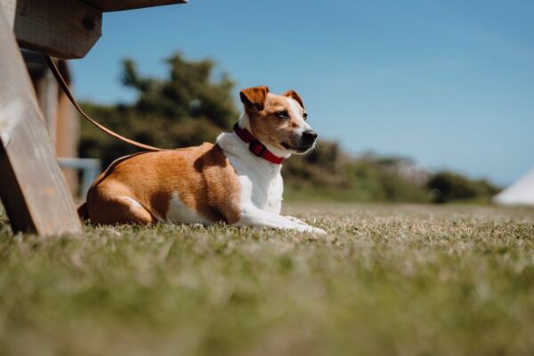 Becks Bay campsite in Tenby, Pembrokeshire