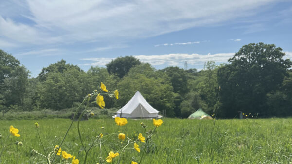 Star Field Camping campsite in Cranbrook, Kent