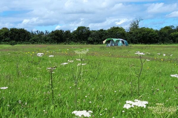 Moon Dance Camping campsite in Whitland, Pembrokeshire