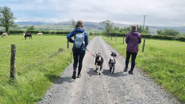 Aber Glamping campsite in Brecon, Powys
