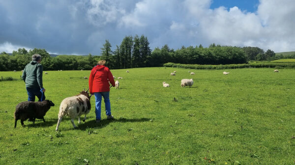 Aber Glamping campsite in Brecon, Powys