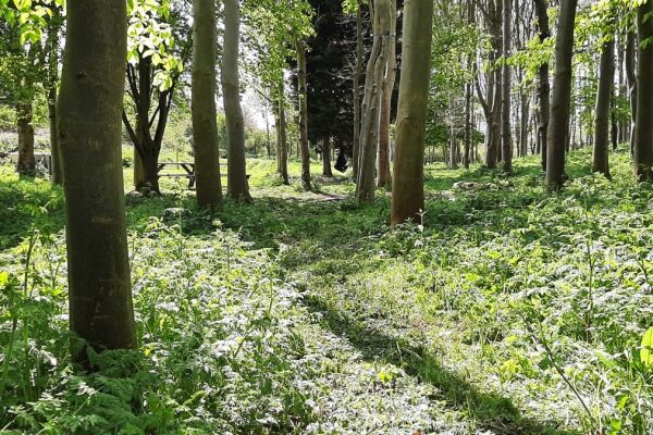 Springfield Woods campsite in Skirlaugh, Yorkshire
