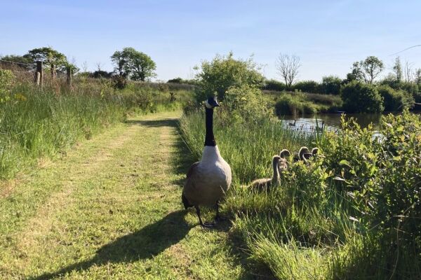 Brackenwood Glamping campsite in Holsworthy, Devon